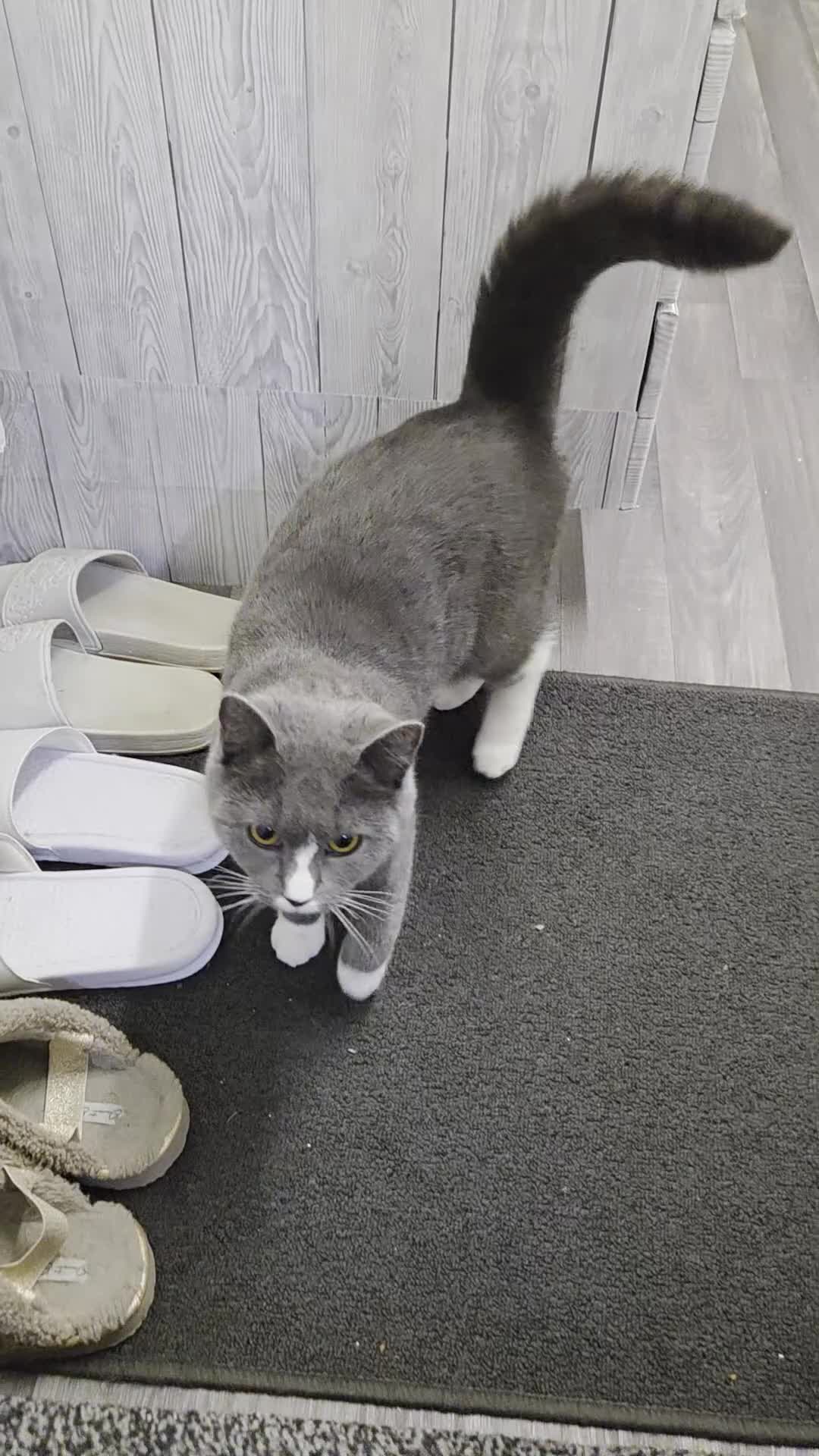 British Shorthair cats for sale: Marble in Birmingham - Video 1