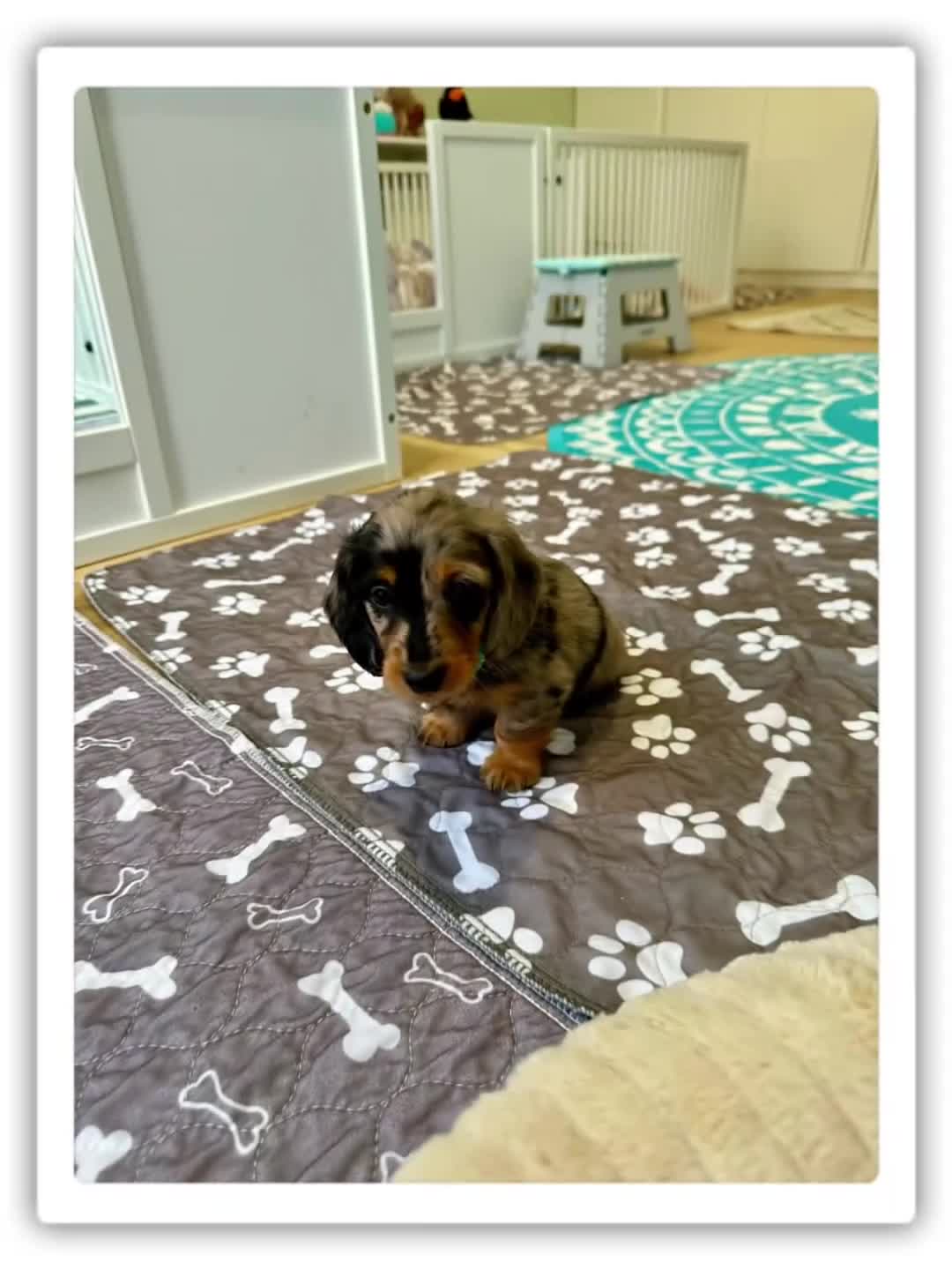 Dachshund dogs for sale: KC reg. Long hair miniature Dachshund puppies  - Video 2