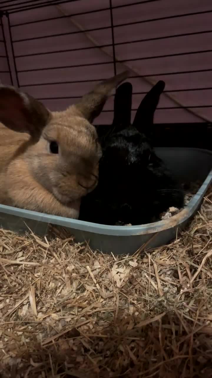 Mixed Breed rabbits for sale: Lana & Luna 🐰🤎🖤 - Video 2