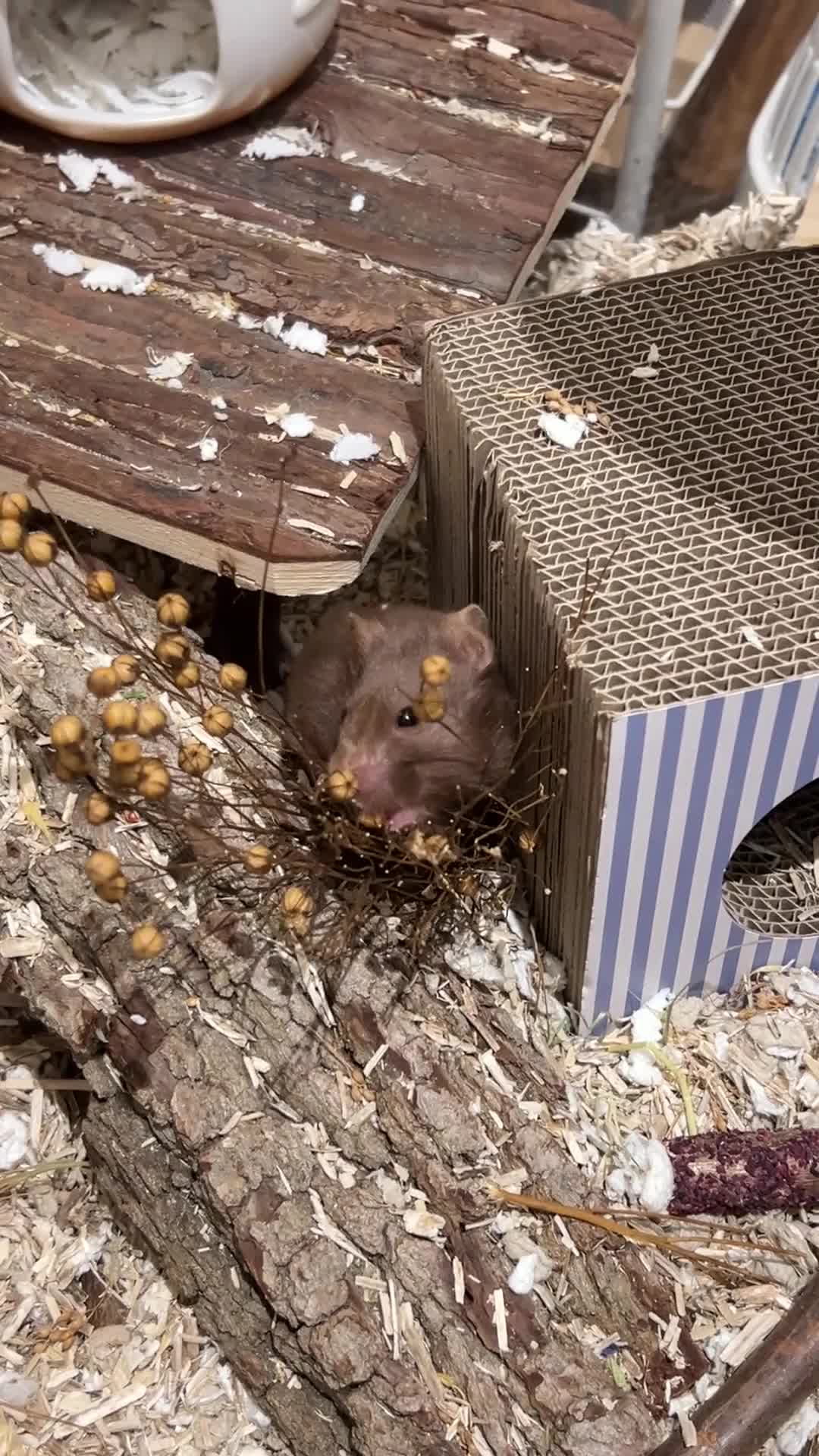 Hamster rodents for sale: Brown syrian hamster and Bucatstate cage  - Video 1