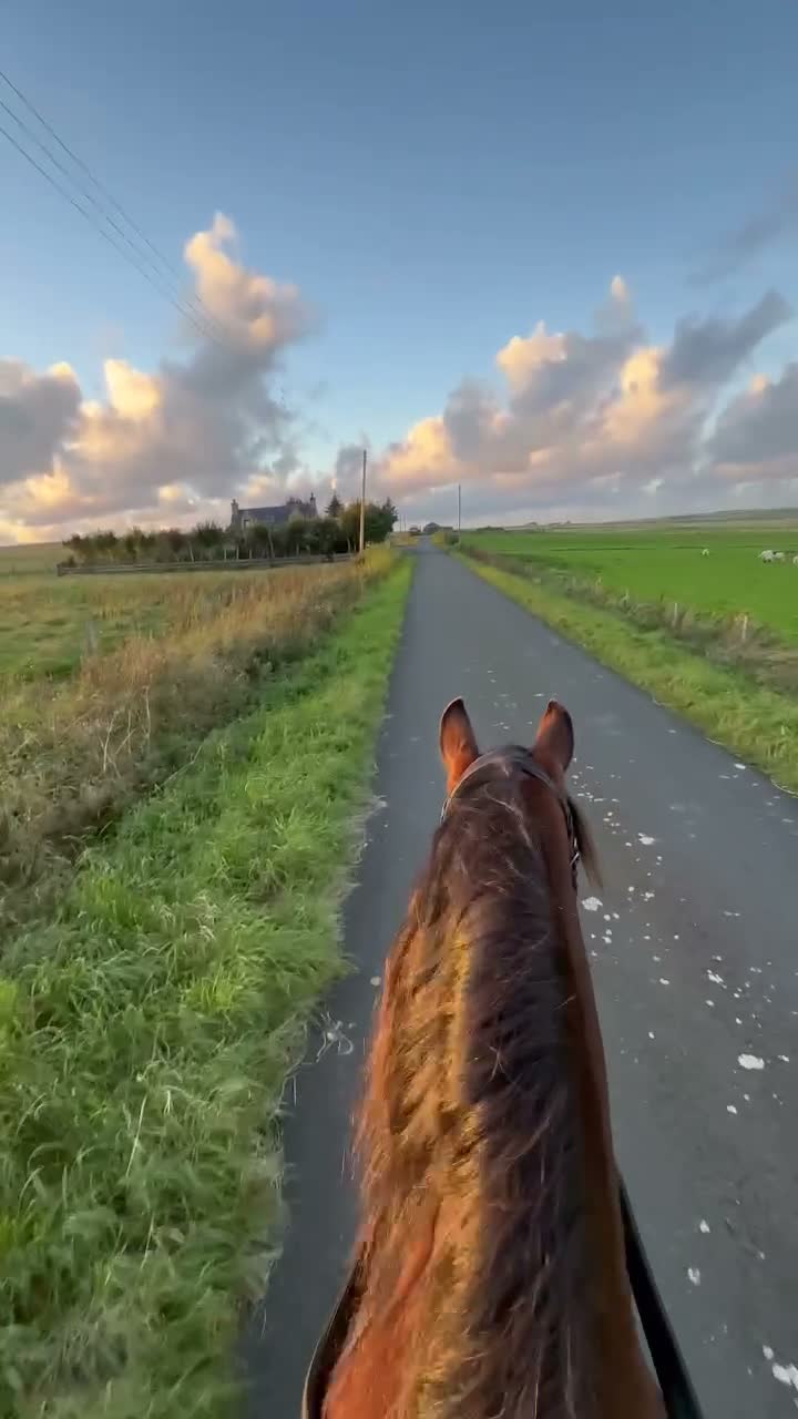 Other Breed horses for sale: Welsh x Hanovarian for sale   in Halkirk - Video 1