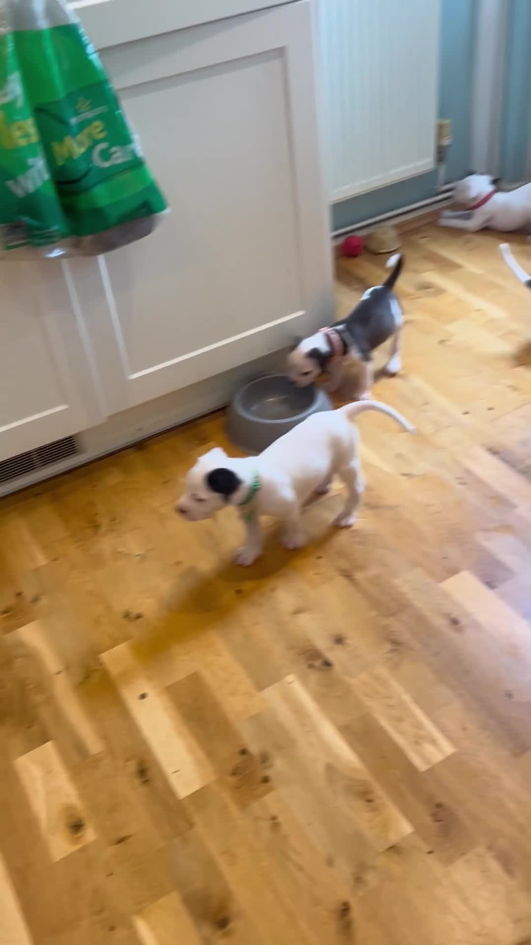 American Bulldog dogs for sale: American bulldog puppies  - Video 5