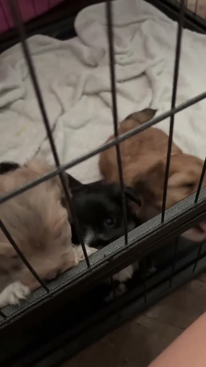 Maltese dogs for sale: F2 Maltese in Dover - Video 2