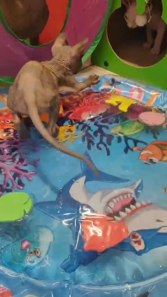 Sphynx cats for sale: Canadian Sphynx TICA REGISTERED. - Video 5