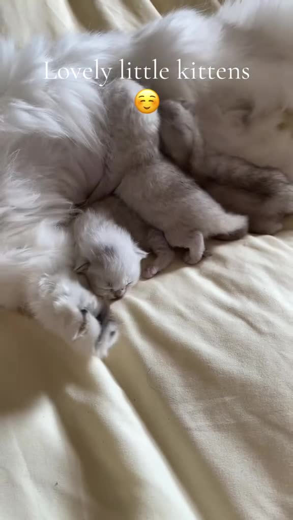 British Longhair cats for sale: Stunning Silver Tipped Longhair Kittens - Video 1