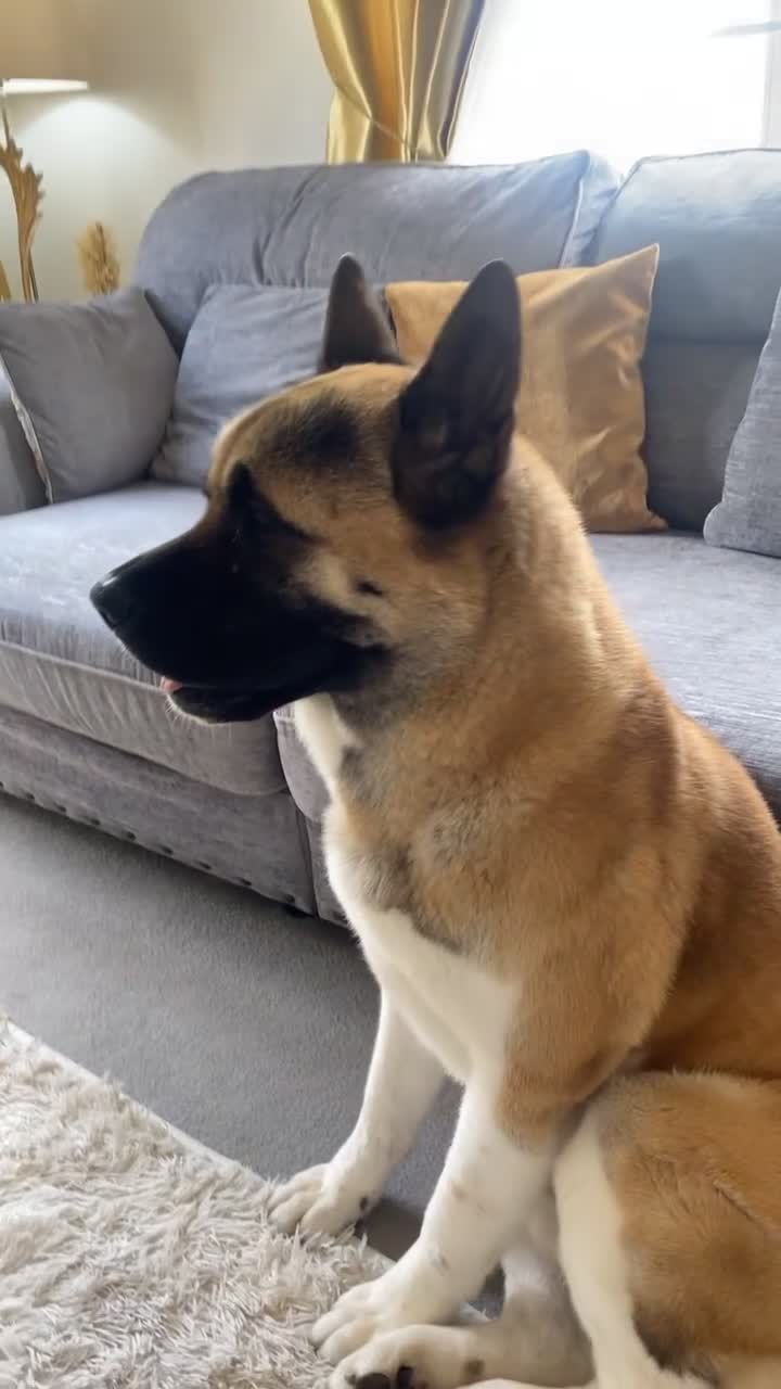 Akita dogs for sale: Diago  - Video 1