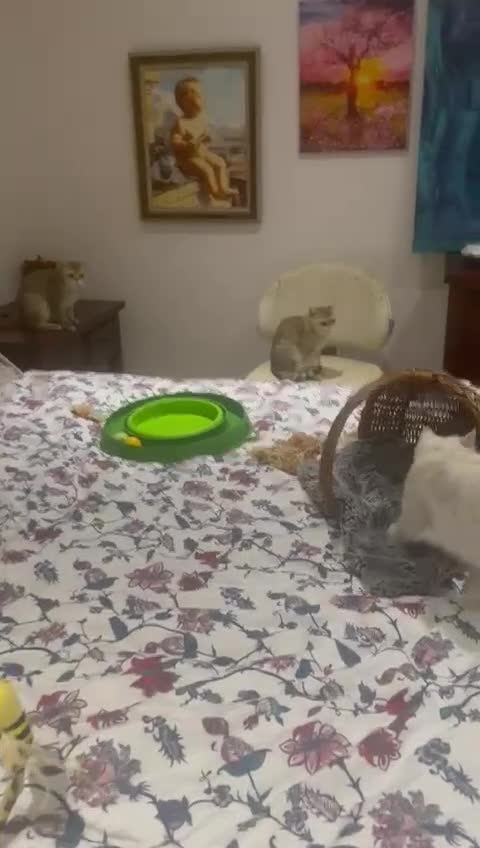 Scottish Fold cats for sale: Kittens 5  - Video 1