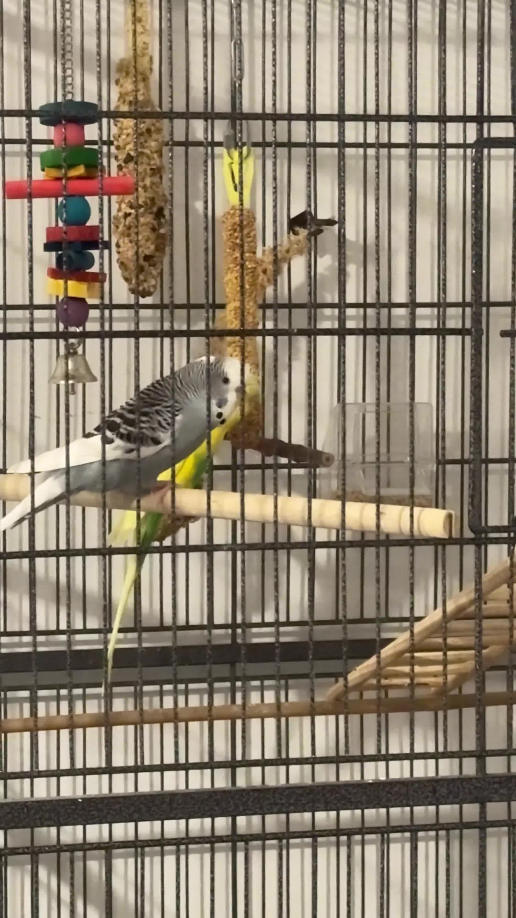 Budgerigars birds for sale: Budgies in Peterborough - Video 1