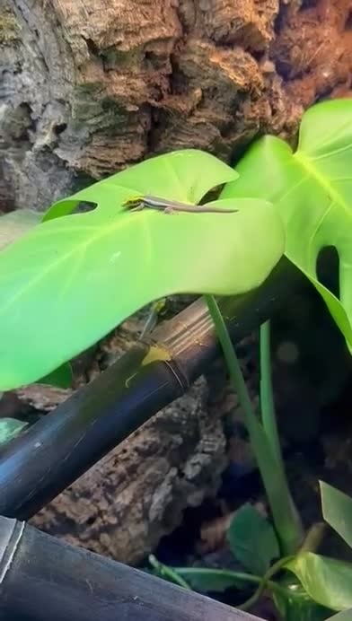 Gecko reptiles for sale: 3 x Neon Day Geckos - Video 1