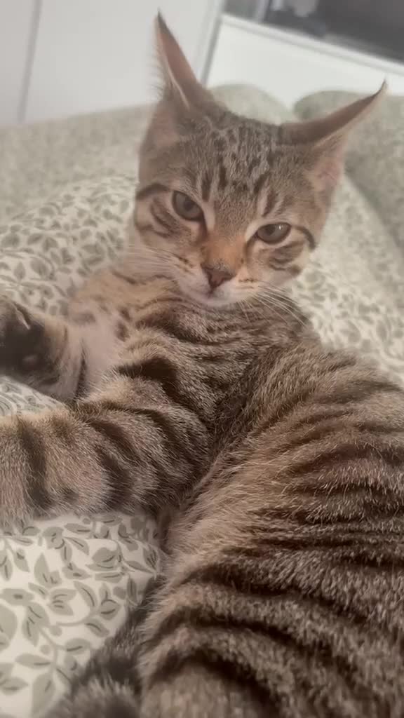 Domestic Shorthair cats for sale: Rehoming my 5 month old cat - Video 1
