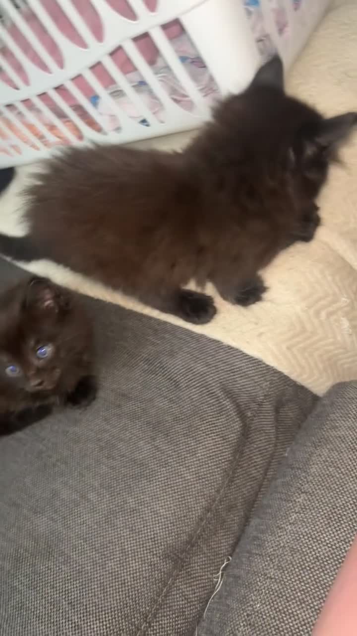 Domestic Shorthair cats for sale: 4 Brown male 2 Black female  - Video 3