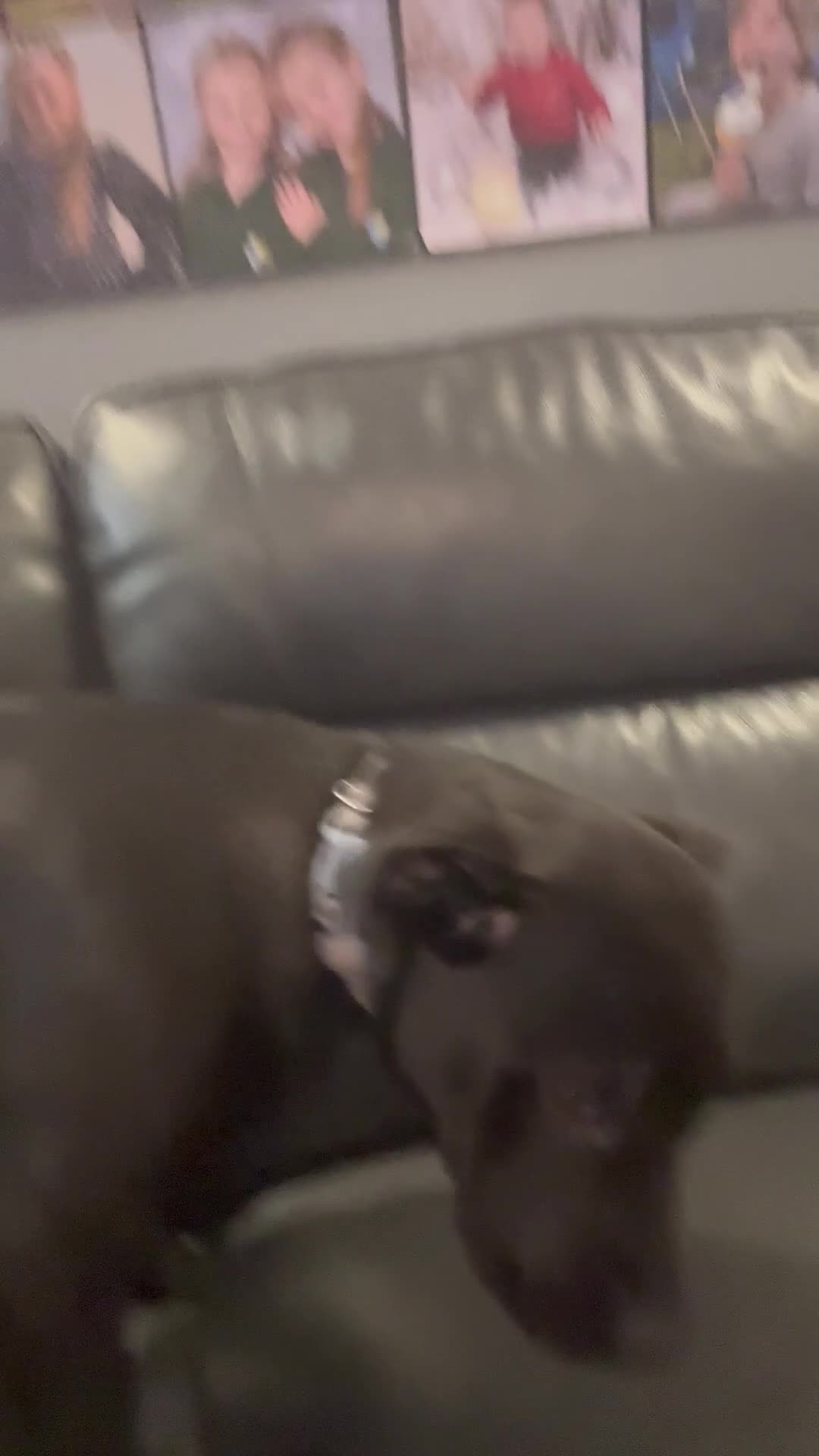 Mixed Breed dogs for sale: Rotty x staffy pup - Video 1