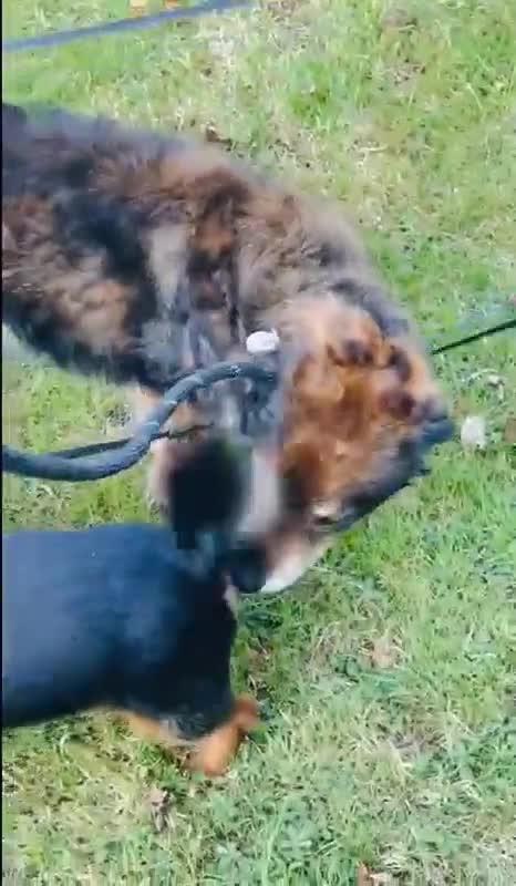 Mixed Breed dogs for adoption: 🐾🐾💝 💝DOUGAL🐾🐾💝 💝 THE CONFIDENT HAPPY CHAP - Video 1
