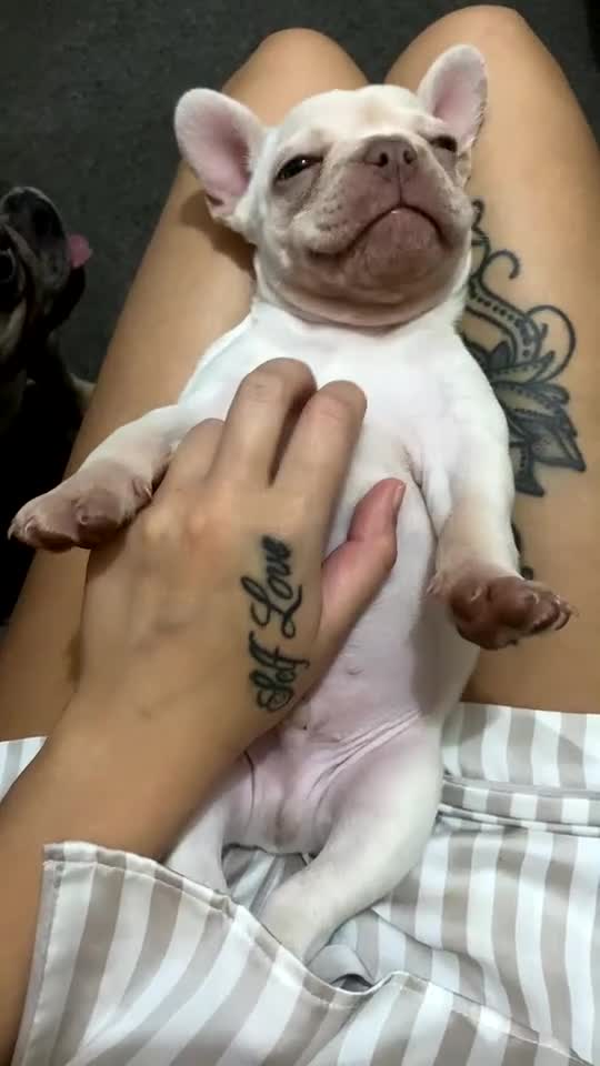 French Bulldog dogs for sale: French bulldog  - Video 1