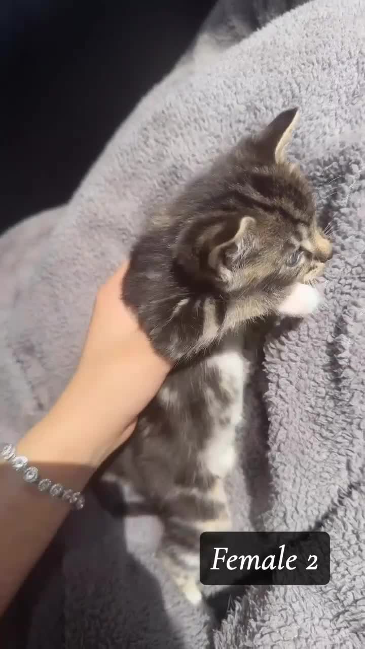 Mixed Breed cats for sale: Bengal, tabby x maincoon, British litter available in Brentford - Video 2