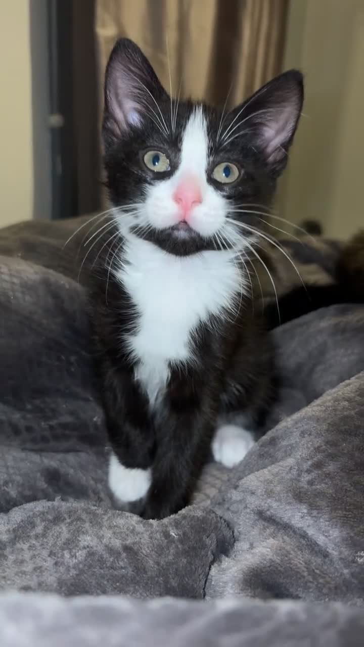 Mixed Breed cats for sale: Kittens for sale  - Video 3