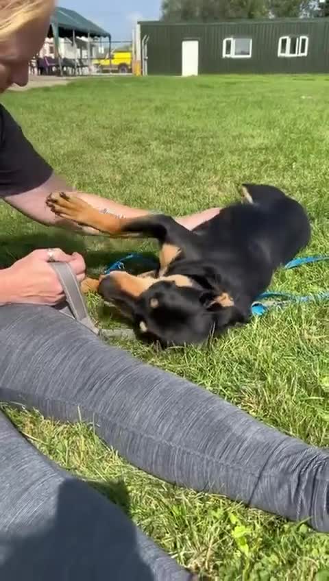 Mixed Breed dogs for adoption: Miss Maddy - 999 days in kennels 💔💔💔 in Caldicot - Video 4