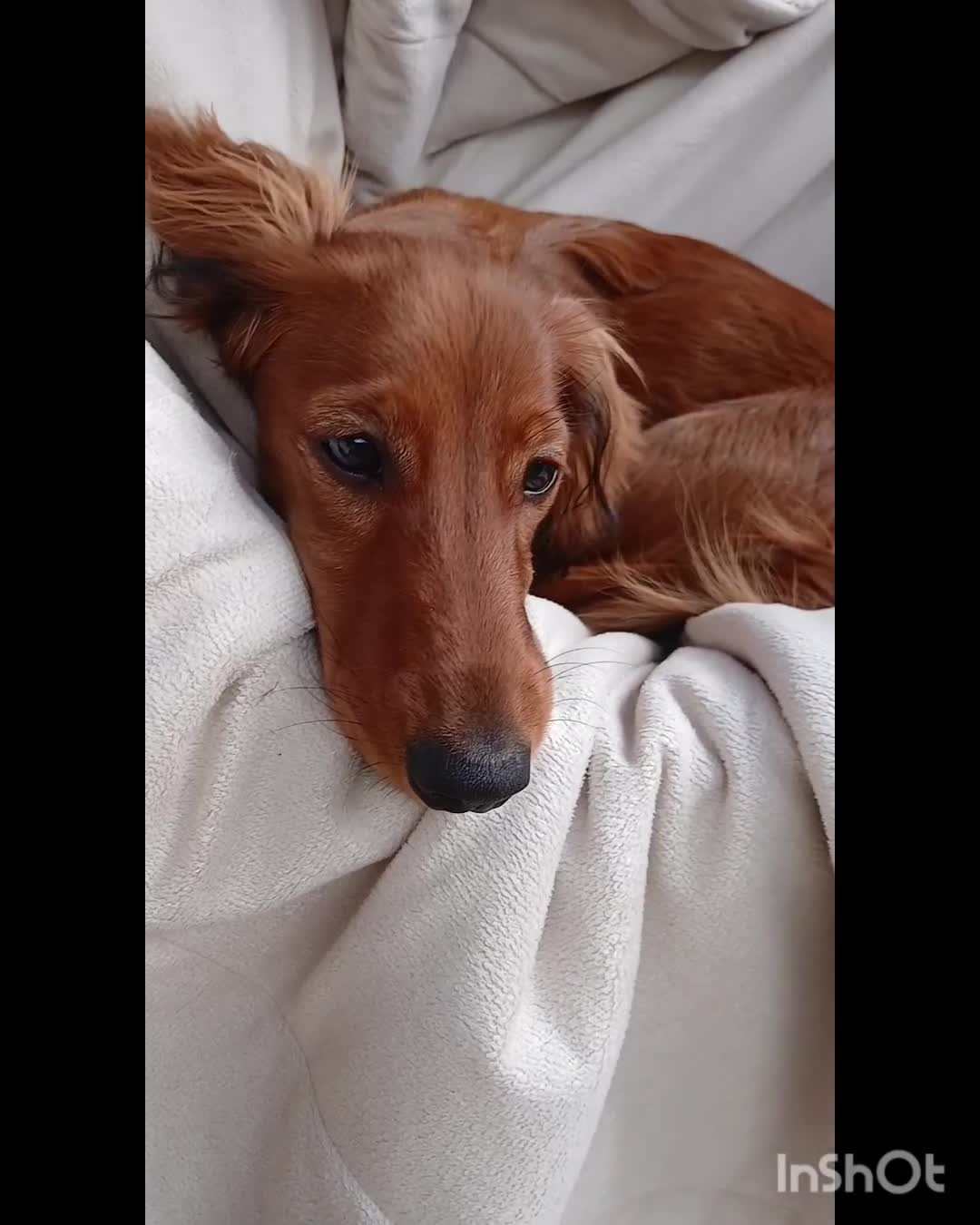 Dachshund dogs for sale: Longhaired Dachshunds small standard  in Northampton - Video 3