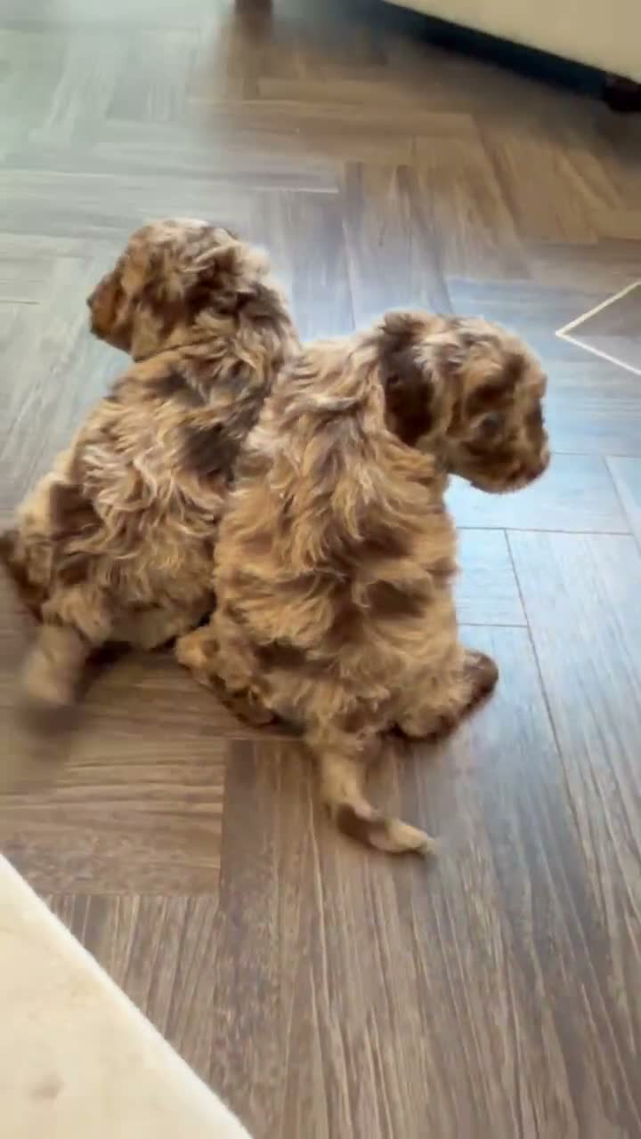 Cockapoo dogs for sale: Super Quality Cockerpoos  - Video 1
