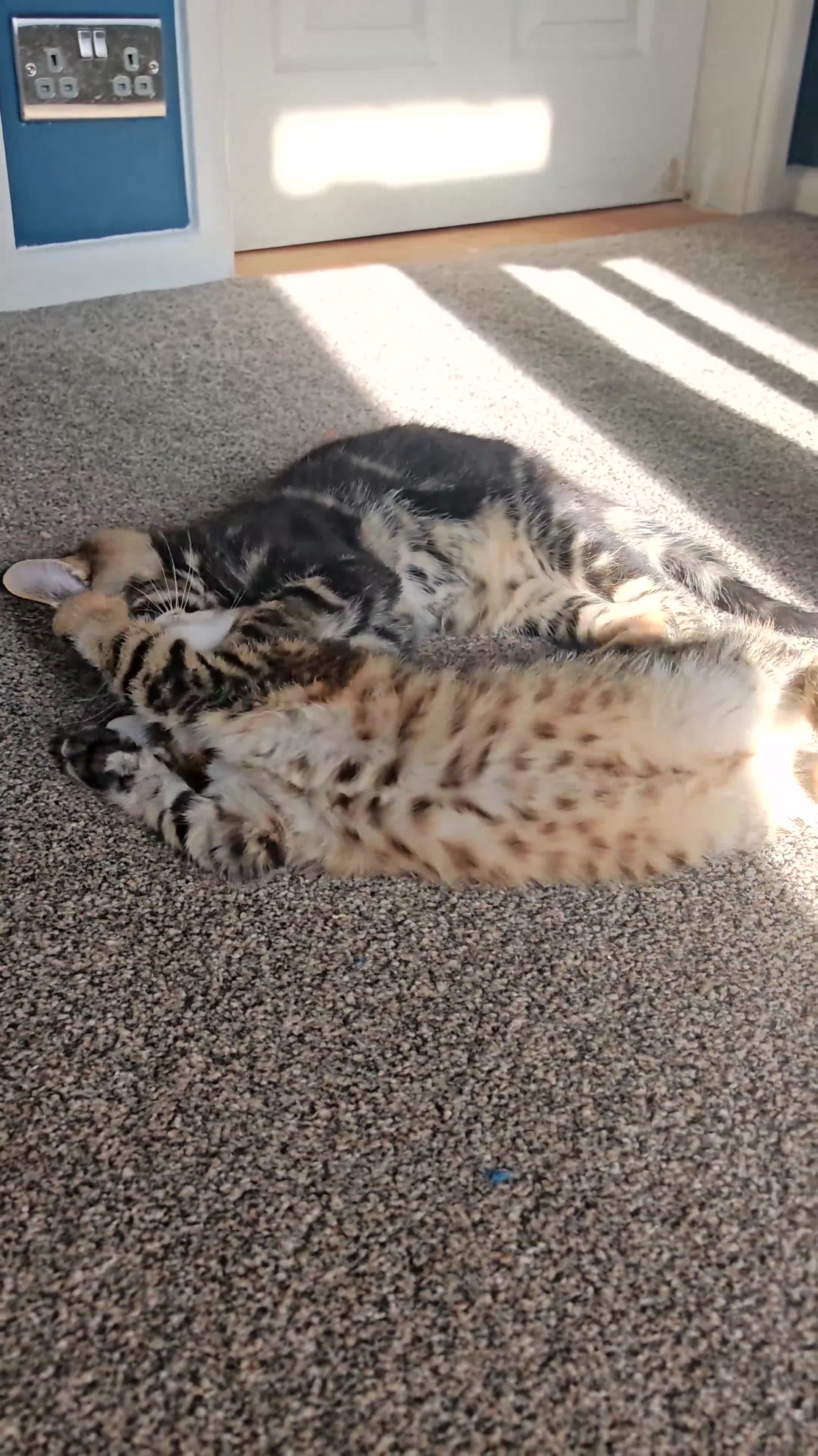 Mixed Breed cats for sale: Stunning 3/4 Maine Coon kittns - Video 1