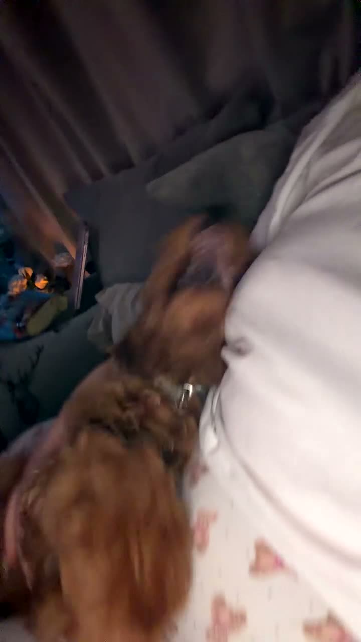 Cockapoo dogs for sale: Luna female cockerpoo - Video 1