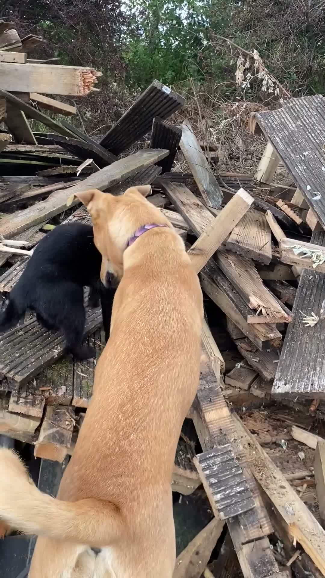 Mixed Breed dogs for sale: Nala  in Alton - Video 2