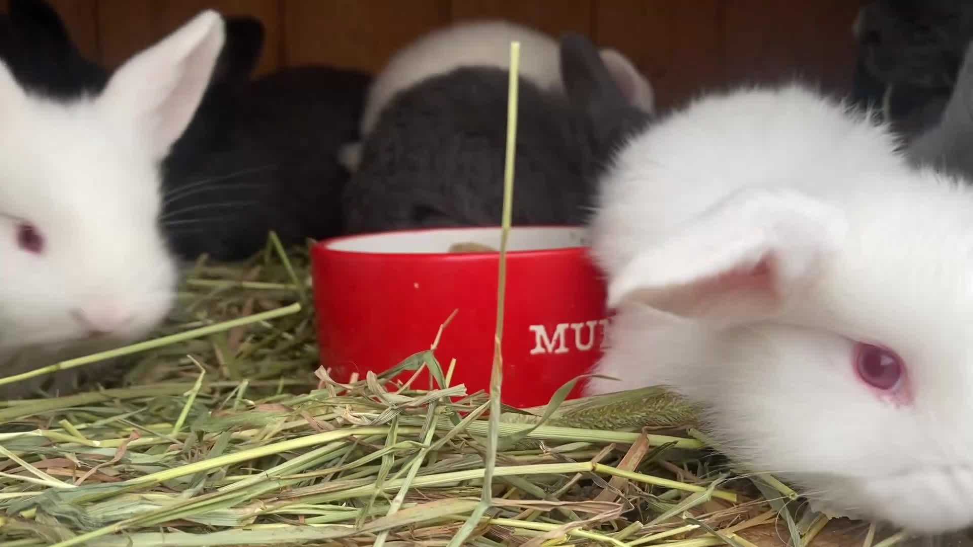 Mini Lop rabbits for sale: Mini lops  - Video 2