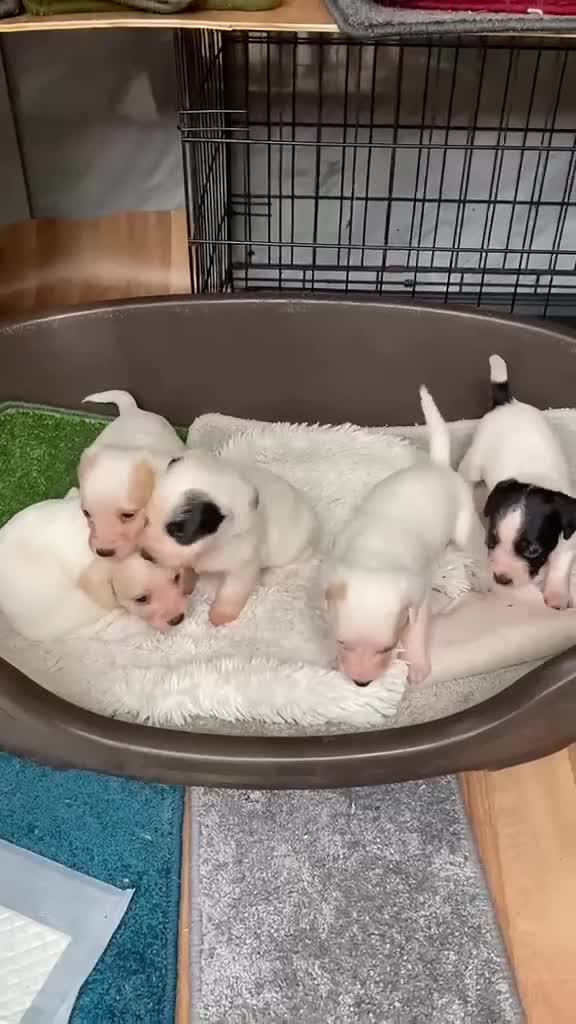 Jack Russell dogs for sale: Jack russell puppys - Video 2
