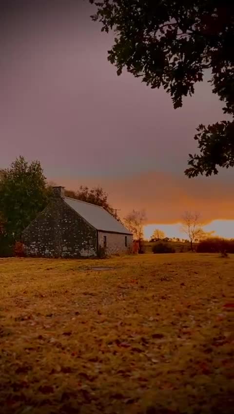 Golden Retriever dogs for sale: Expected Litter Golden Retriever / Golador Puppies - Video 2