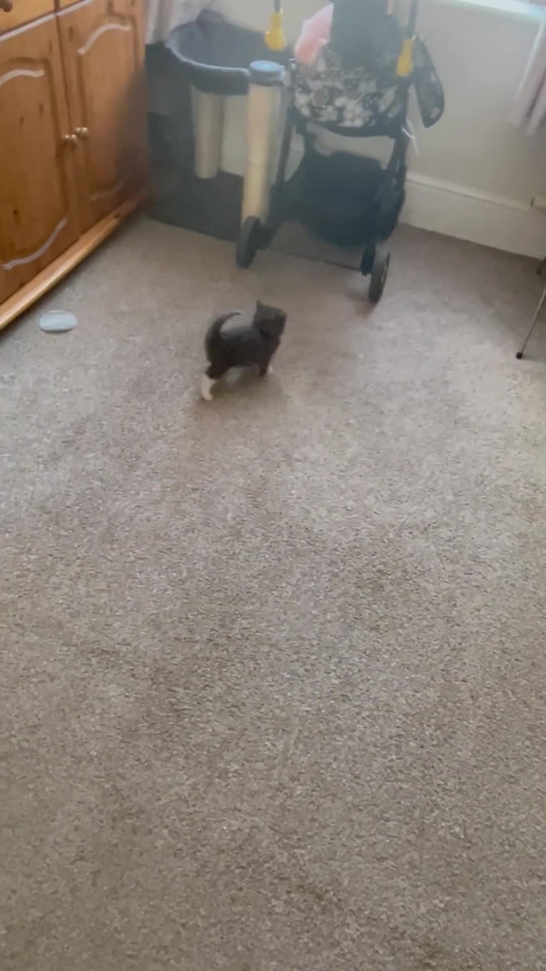 Mixed Breed cats for sale: Two kittens left - Video 1