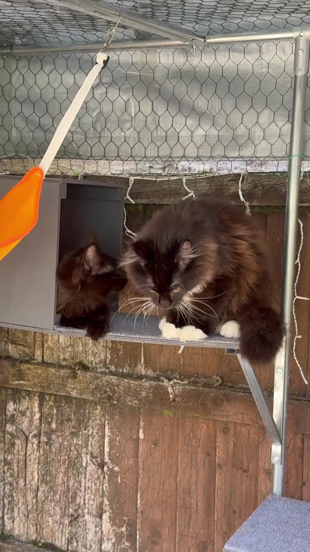 Maine Coon cats for sale: 2 kittens left XL Maine Coon TICA registered  - Video 2