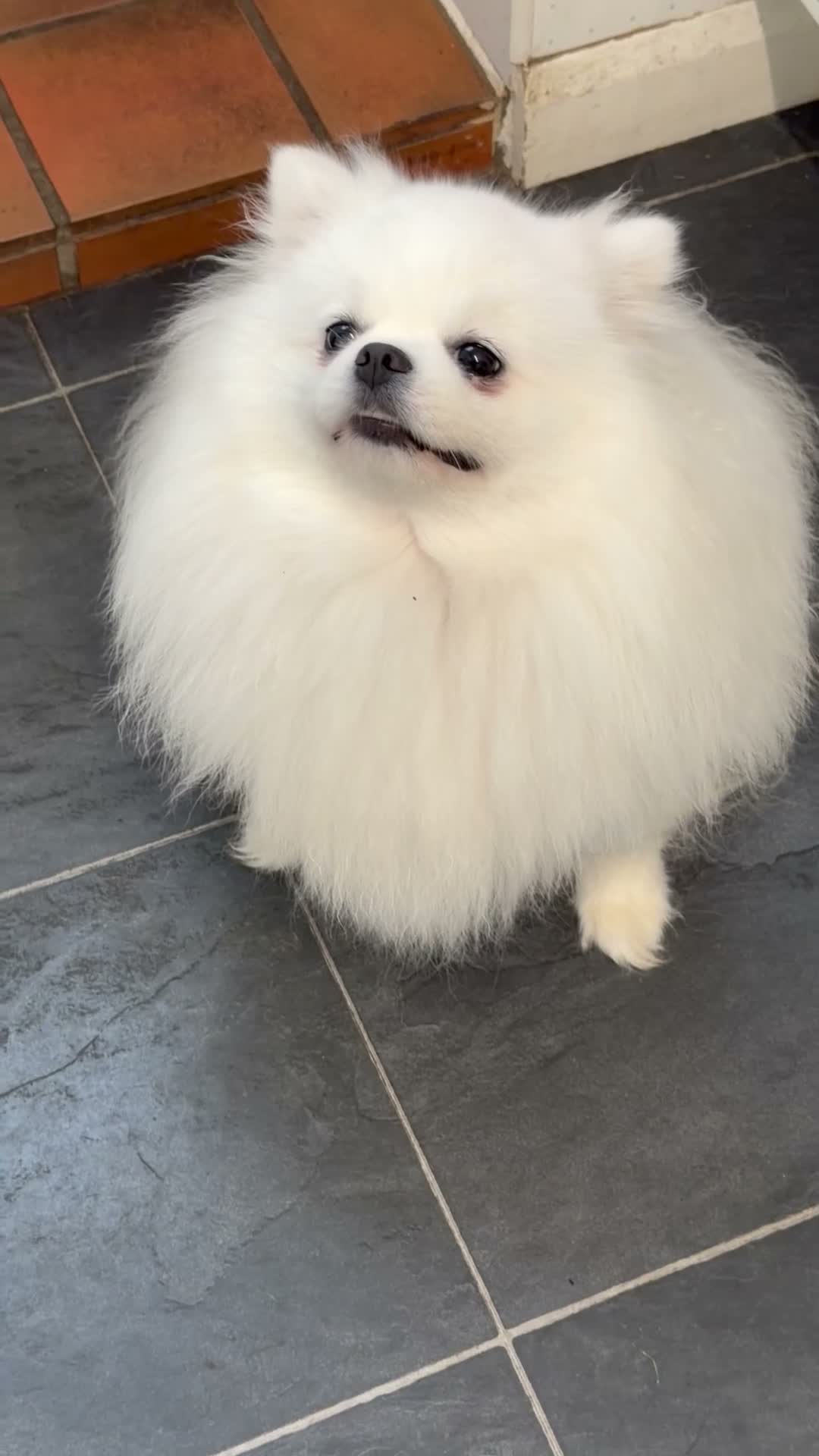 Pomeranian dogs for sale: Incredible Teddy Bear Pom Girl One in a Million  - Video 2