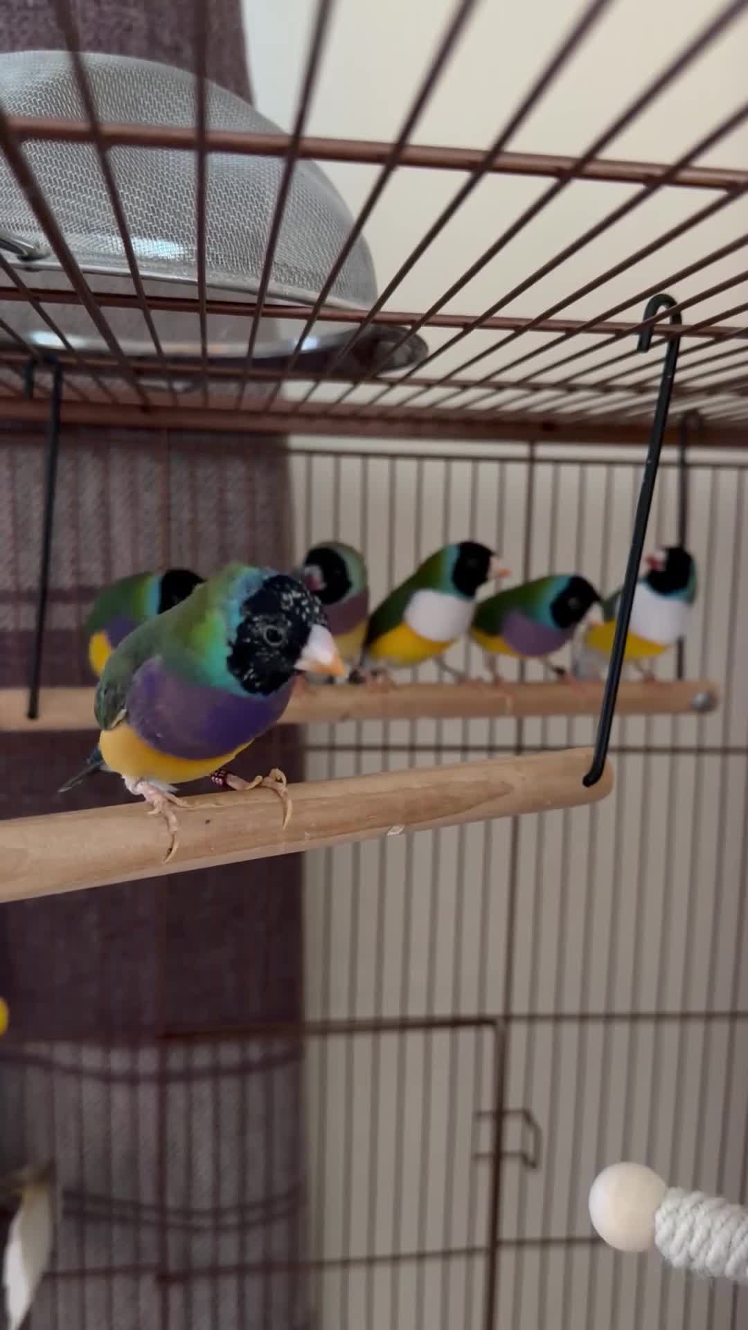 Finches birds for sale: Two young Gouldian finches  - Video 1