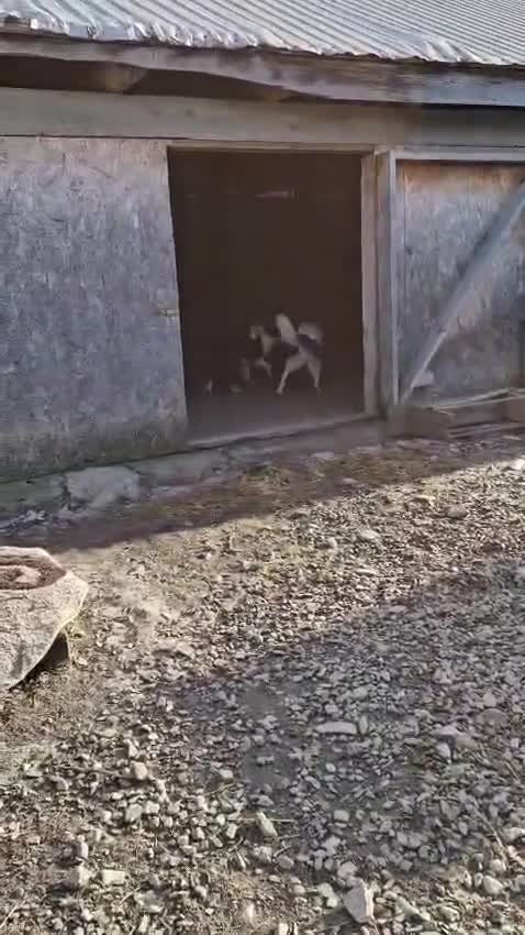 Mixed Breed dogs for adoption: 🐾 Meet Nala 🐾 - a loyal girl - for a Loving Home - Video 2