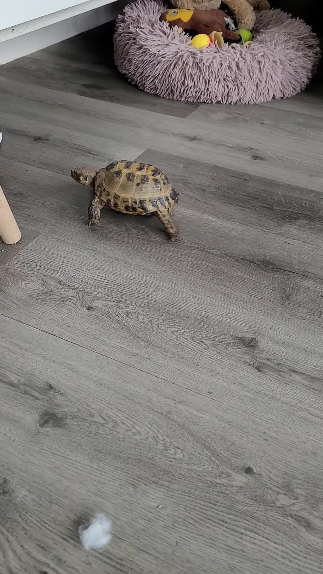 Tortoise reptiles for sale: Male Horsefield tortoise. Age 12 years in Teignmouth - Video 1