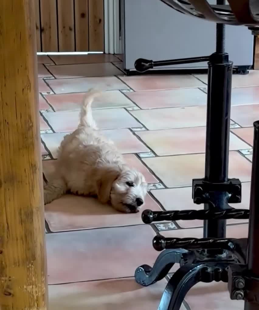 Labradoodle dogs for sale: Miniature Labradoodles frm licensed Exp breeder - Video 1