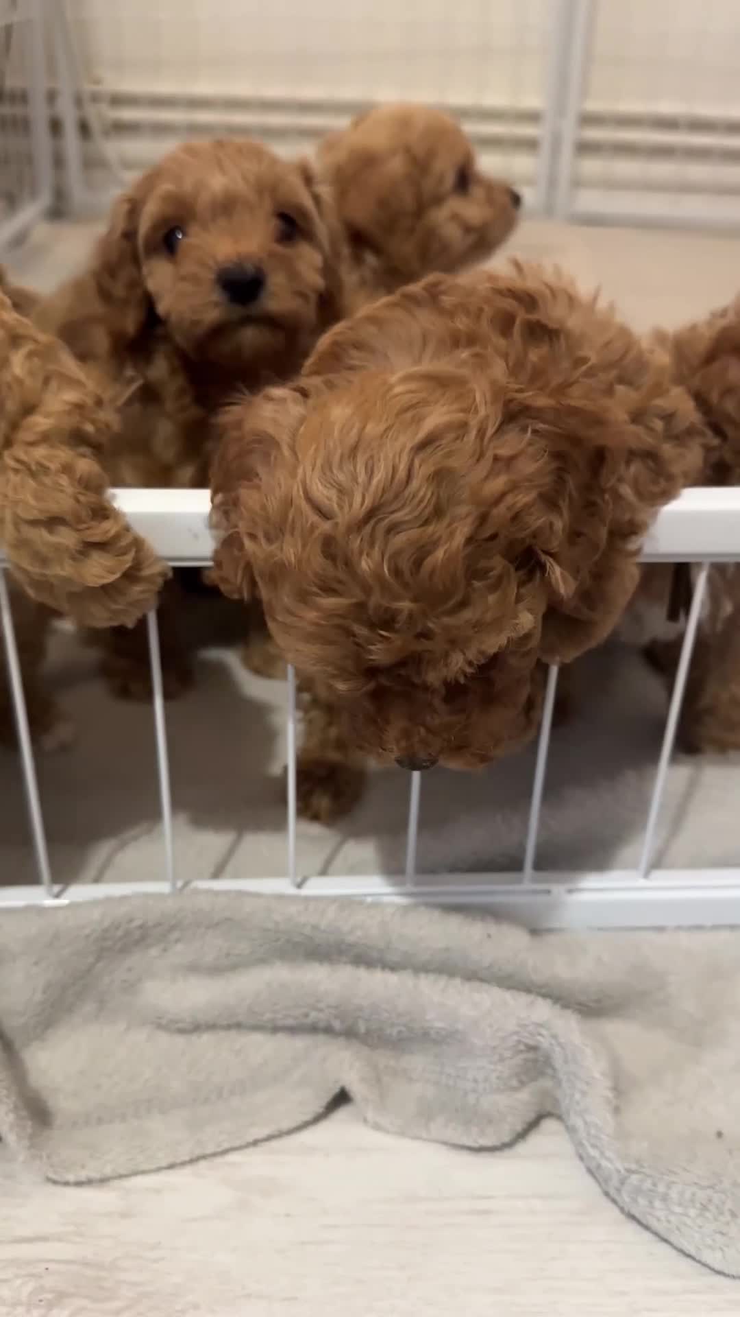 Cavapoochon dogs for sale: Premium Quality Teddy Toy Cavapoochons F1B - Video 1