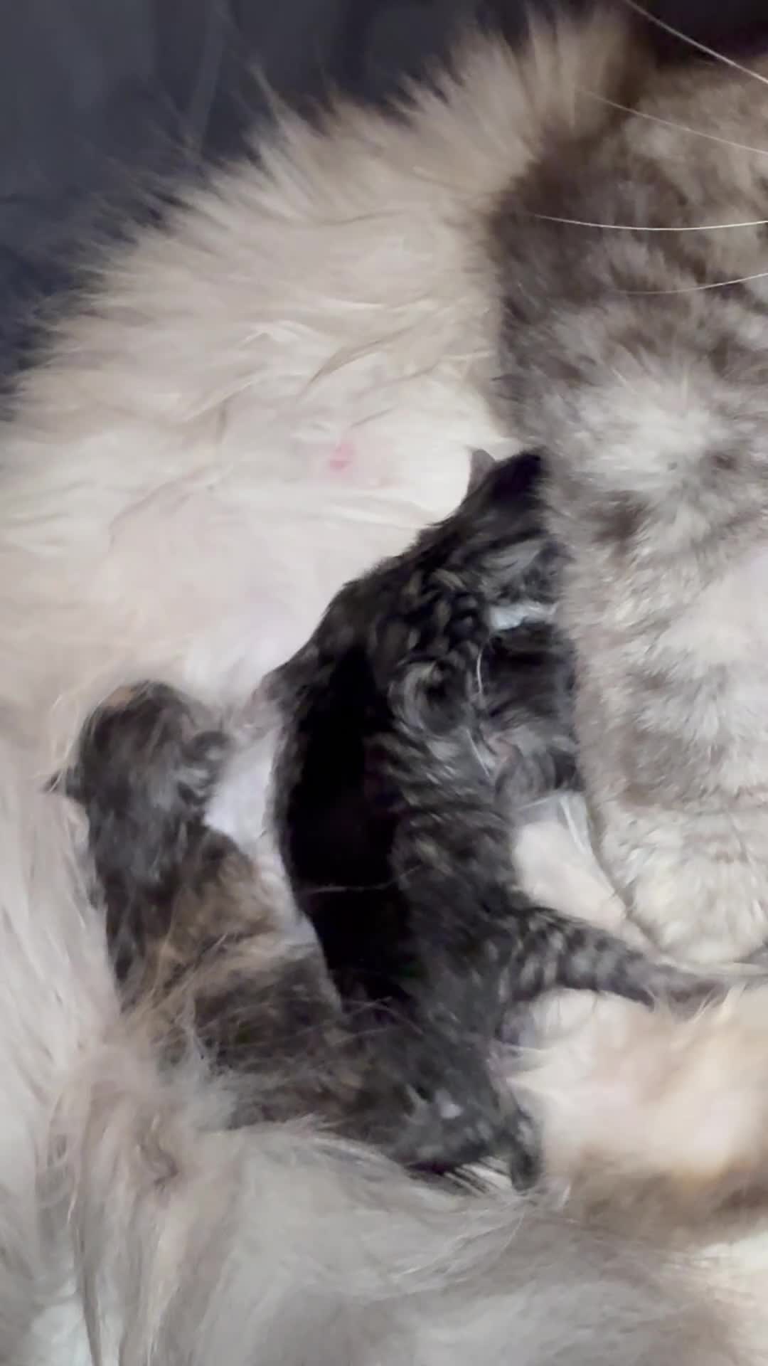Maine Coon cats for sale: Amazing Main Coon Kittens  - Video 2