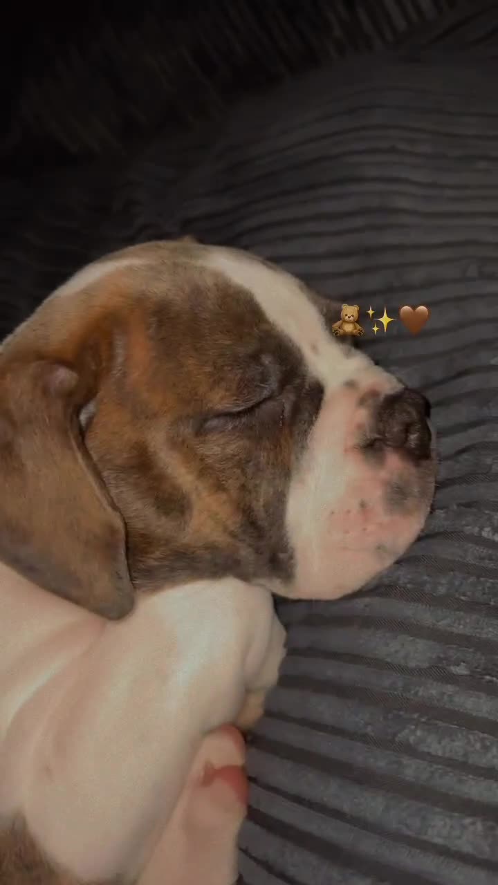Mixed Breed dogs for sale: english bulldog x old tyme bulldog  - Video 1