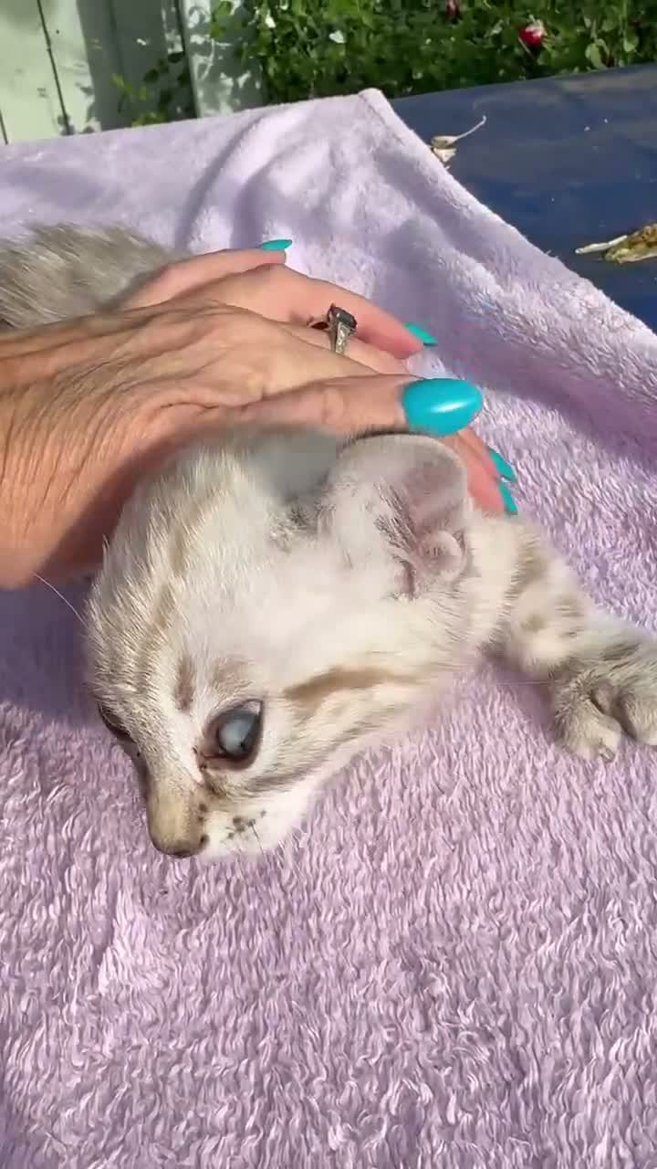 Keetso cats for sale: Polydactyl slight curl eared snow leopard boy  - Video 4
