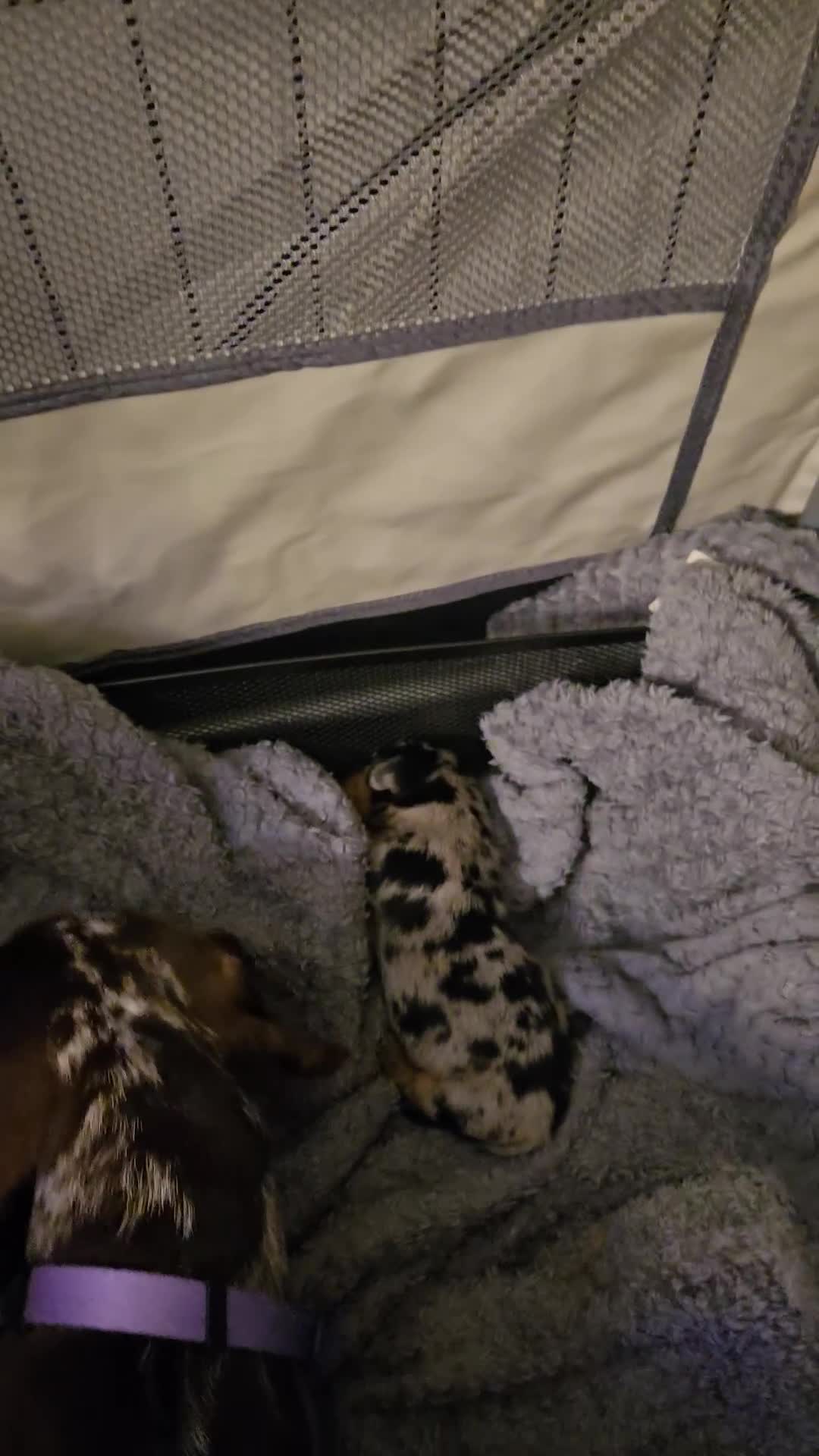 Miniature Dachshund dogs for sale: Miniature dachshund  - Video 1