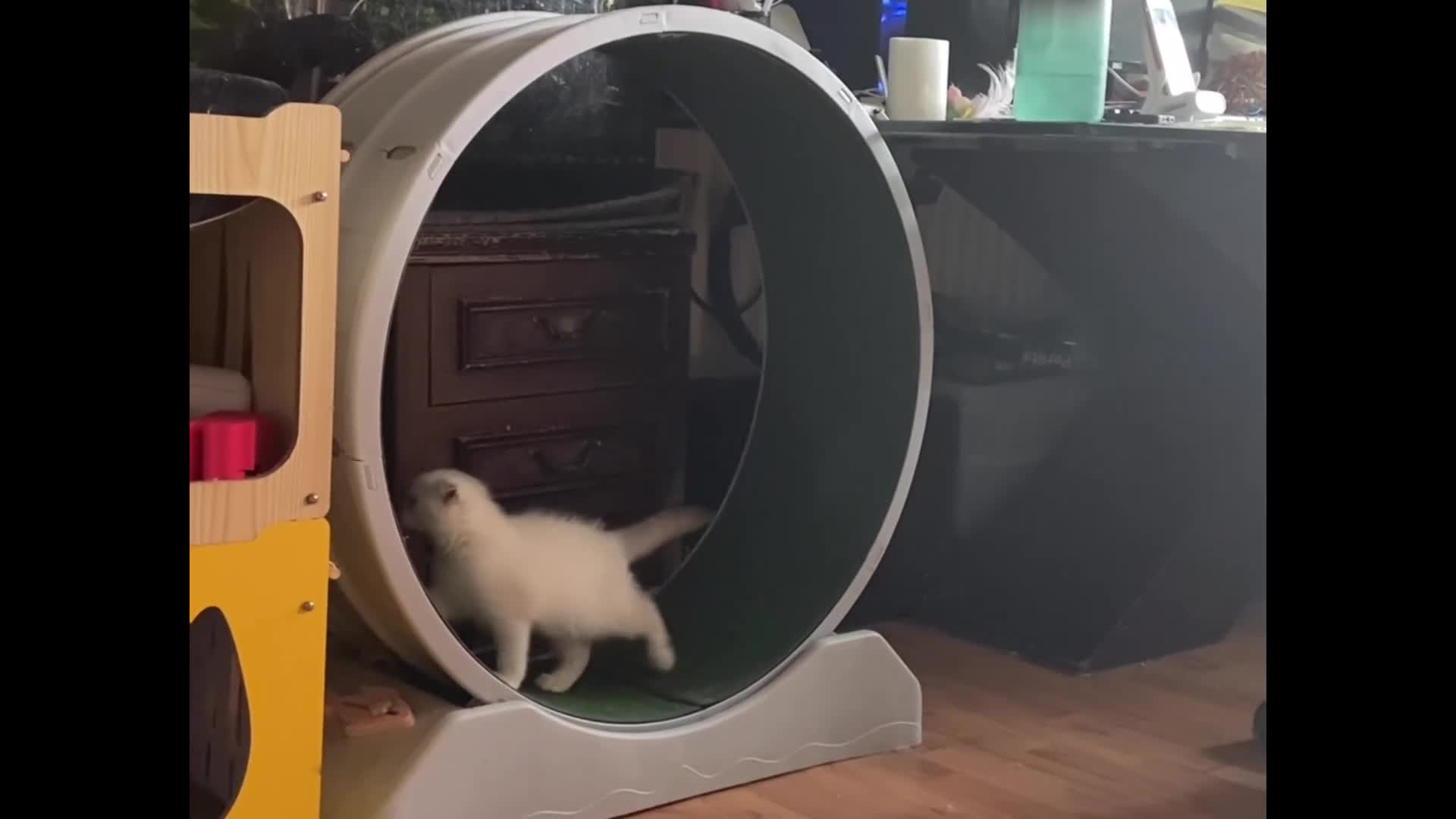 Munchkin cats for sale: Full pedigree munchkin kitten  - Video 1