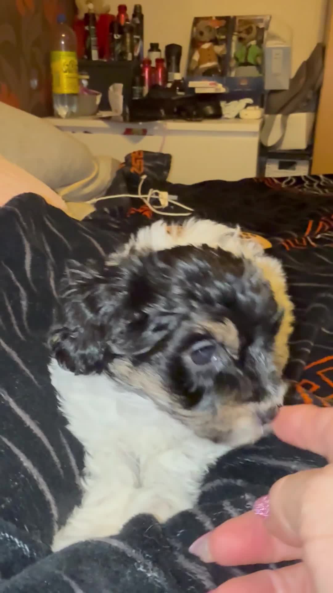 Maltipoo dogs for sale: TINY MALTIPOOS - Video 2
