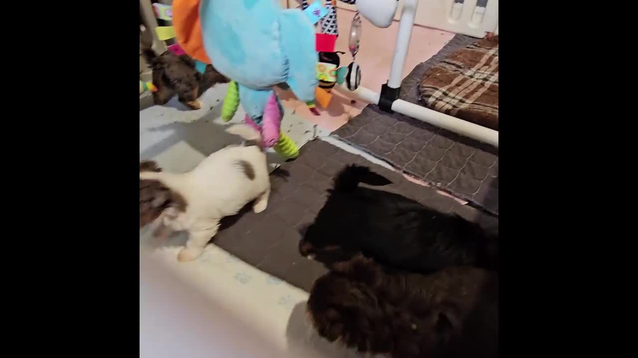 Yorkshire Terrier dogs for sale: Colorful Yorkshire Terrier puppies for sale - Video 3