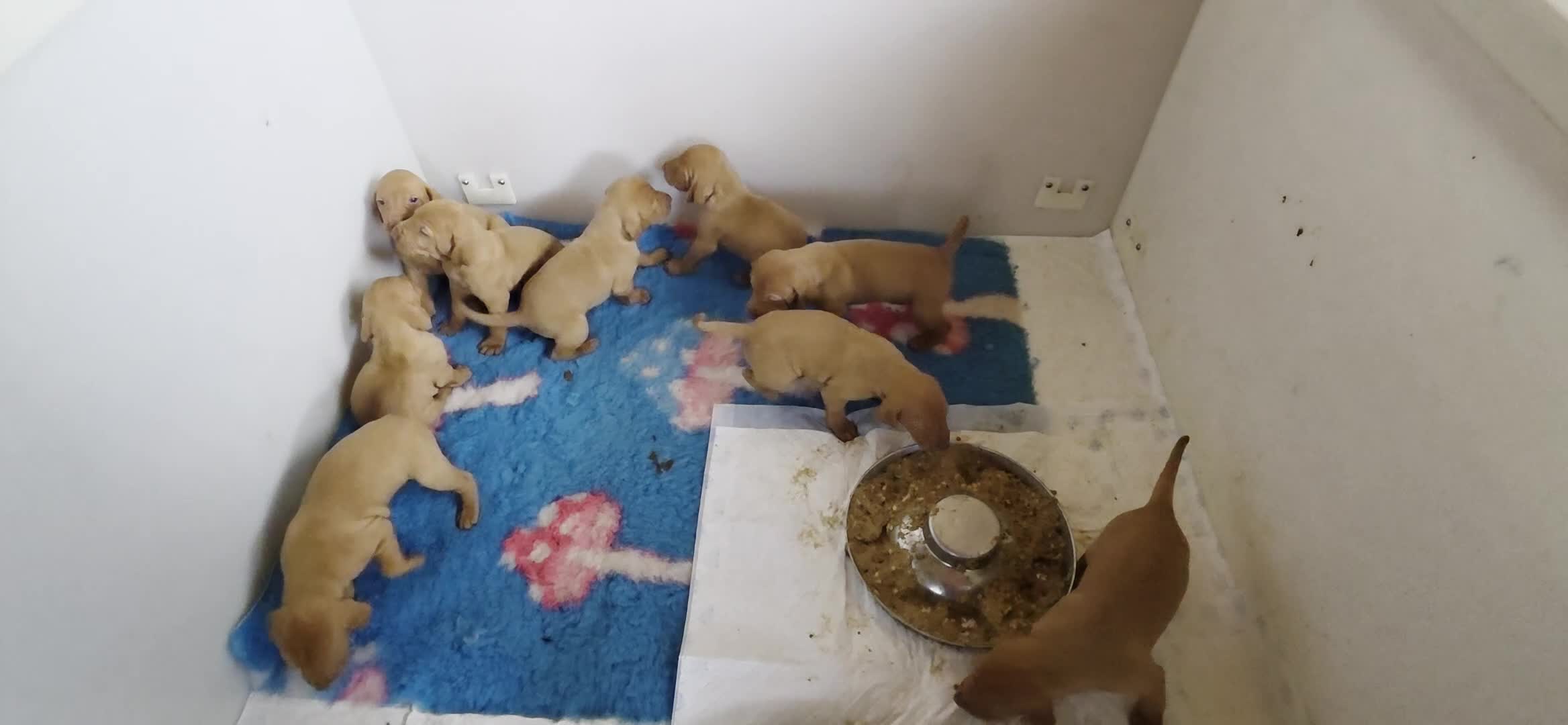 Hungarian Vizsla dogs for sale: Pedigree Hungarian Vizsla pups. Show/working/pet - Video 2