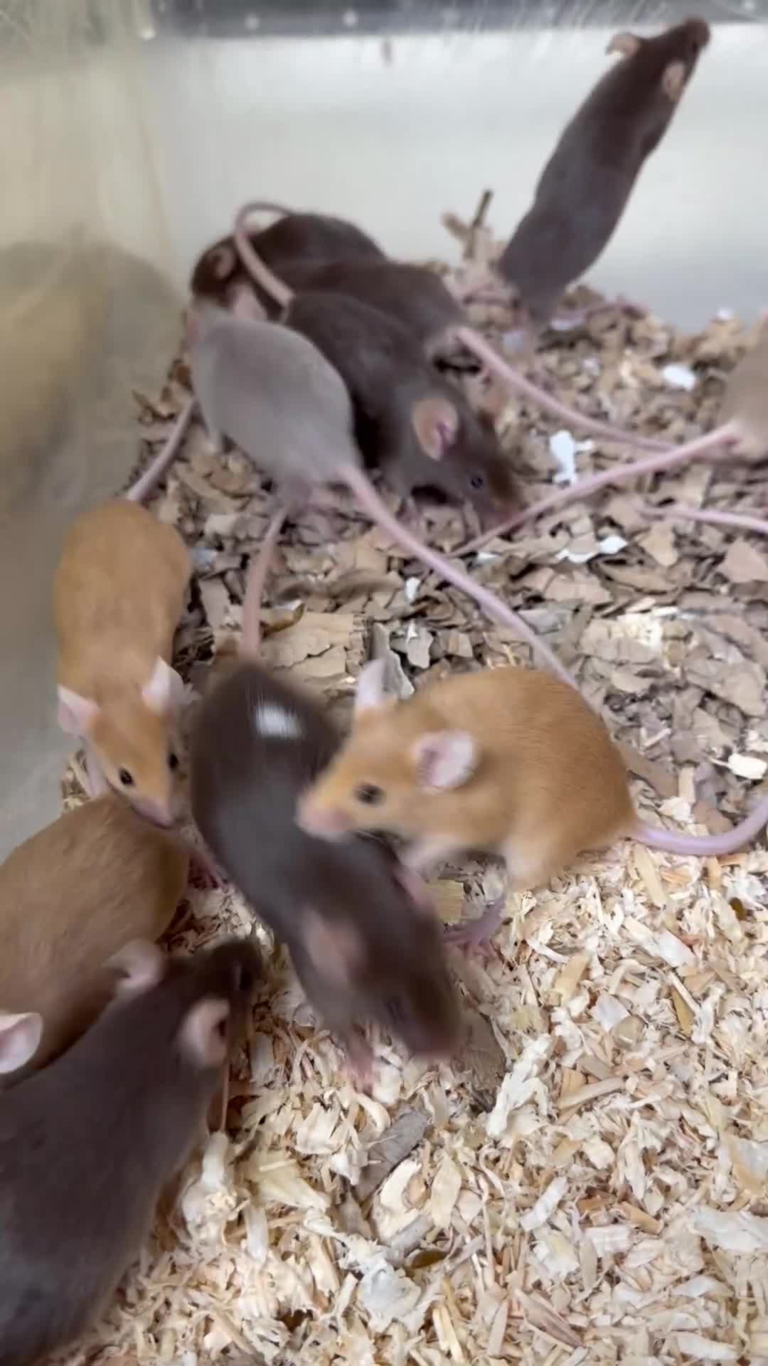Mouse rodents for sale: Quality baby fancy mice ready for there new homes  - Video 1