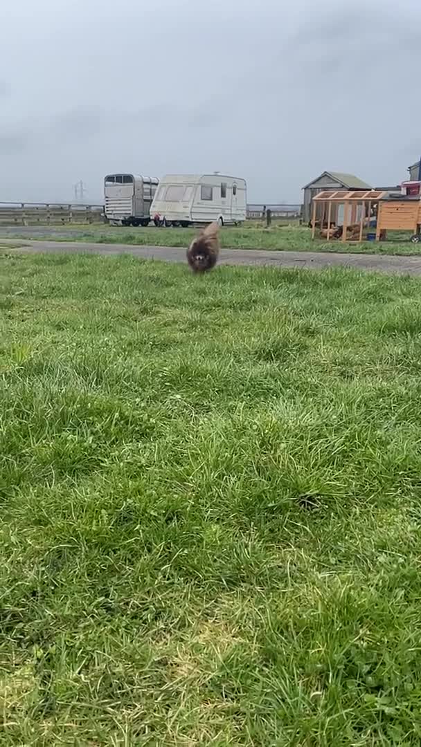 Pomeranian dogs for stud: For stud  in Billingham - Video 1