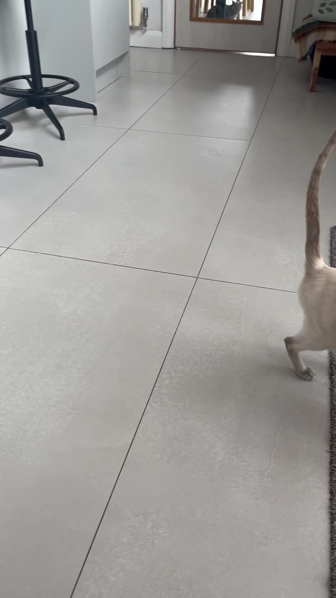 Siamese cats for sale: Outstanding pedigree Siamese Oriental kittens - Video 2