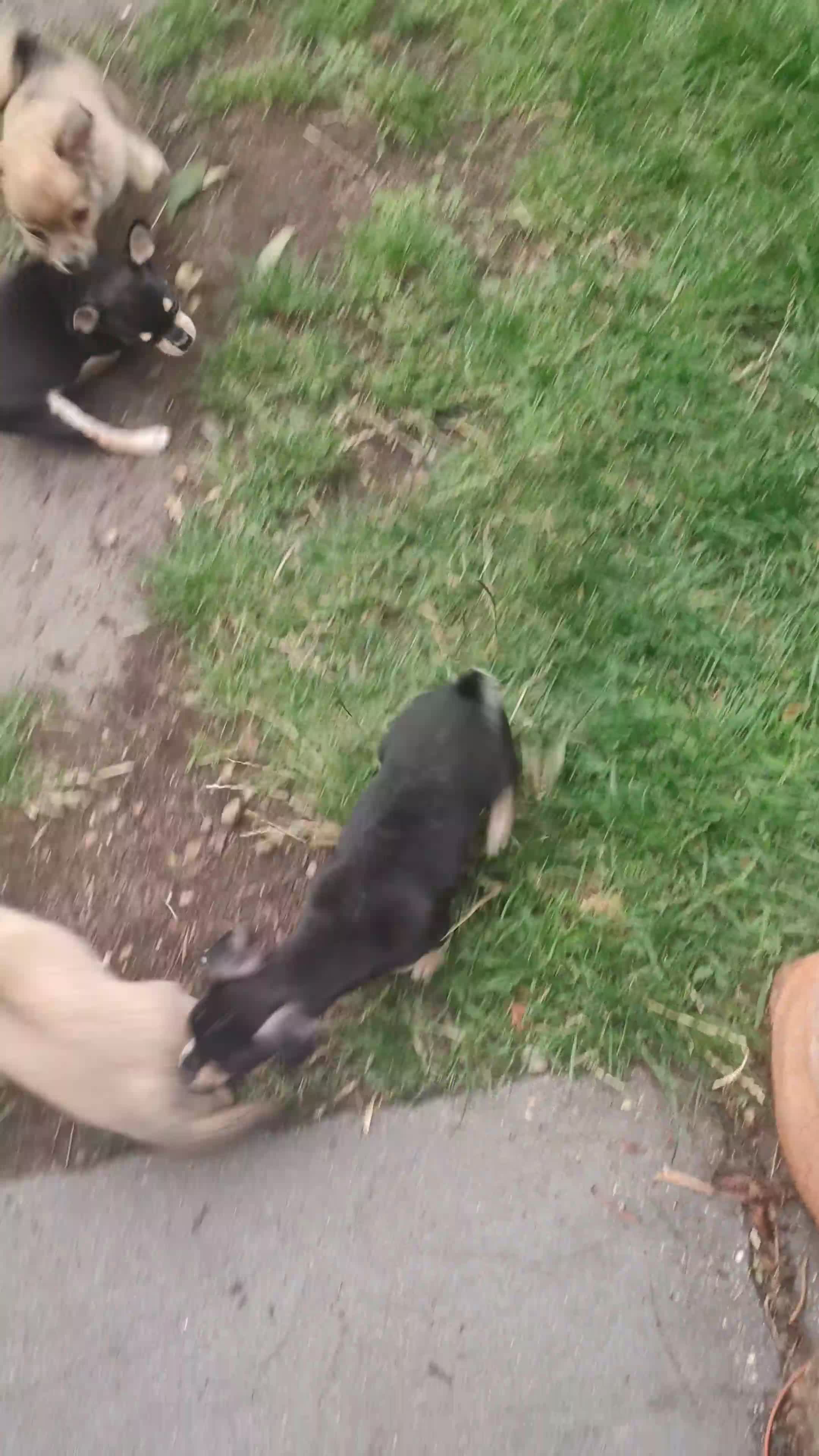 Chihuahua dogs for sale: Adorable Loving hand reared ready now Chihuahuas - Video 3
