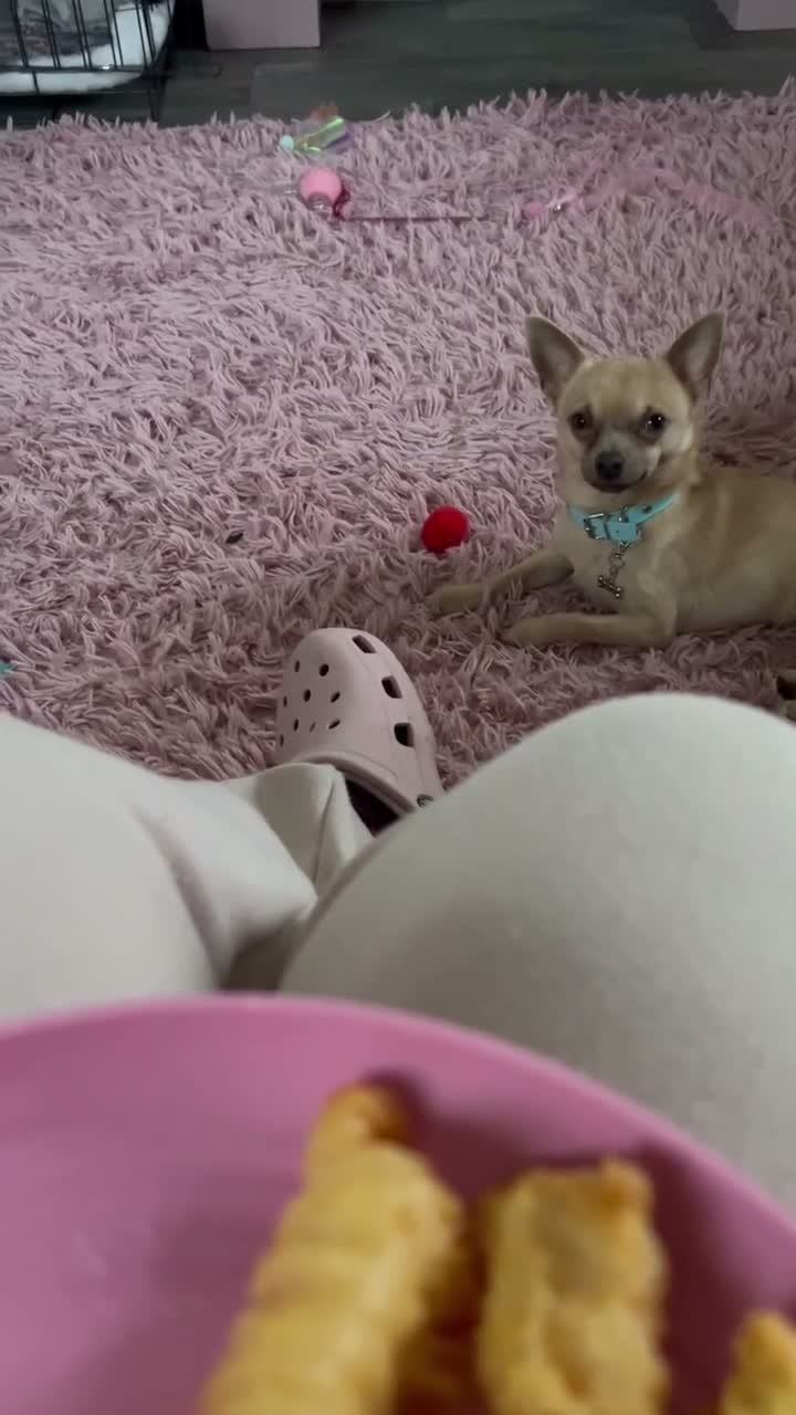 Chihuahua dogs for sale: 🐾 LOVING FOREVER HOME WANTED FOR SOBY 🐾 in Coventry - Video 1